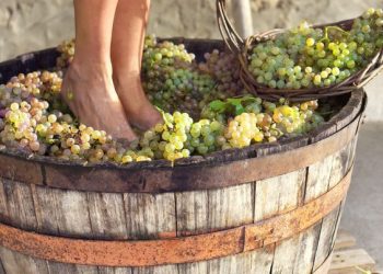 Grape Harvest: one Big Celebration
